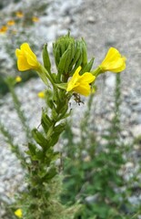 Oenothera biennis