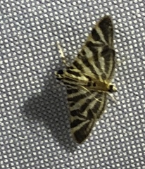 Spilomela