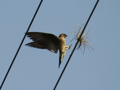 Stelgidopteryx ruficollis