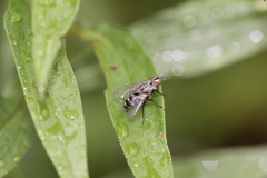 Oestroidea