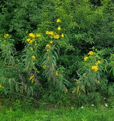 Helianthus grosseserratus