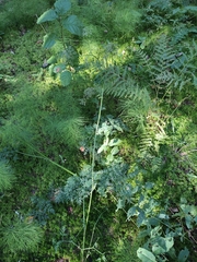 Peucedanum palustre