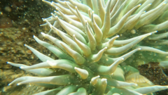 Anthopleura xanthogrammica