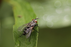 Oestroidea