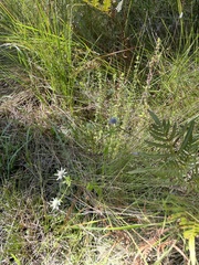 Eryngium integrifolium