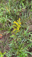 Solidago odora