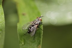 Oestroidea