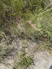 Eragrostis secundiflora