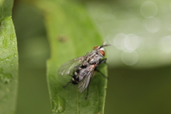 Oestroidea