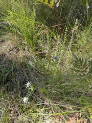Eryngium integrifolium