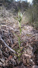 Pterostylis recurva