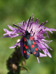 Zygaena
