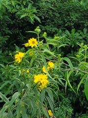 Helianthus grosseserratus