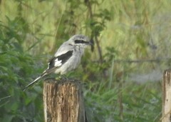 Lanius excubitor