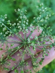 Peucedanum palustre
