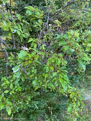 Salix