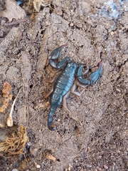 Euscorpius