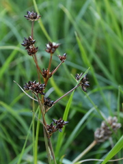 Juncus alpinoarticulatus