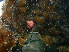 Calliostoma gloriosum