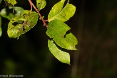 Salix