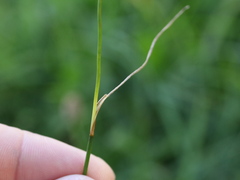 Juncus alpinoarticulatus