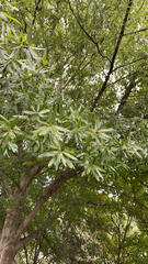 Quercus phellos