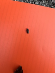 Armadillidium nasatum