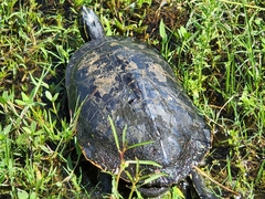 Pseudemys peninsularis