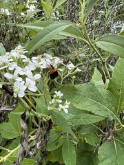Lycomorpha pholus