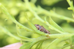 Aphrodes