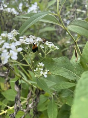 Lycomorpha pholus