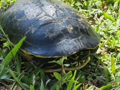 Pseudemys peninsularis