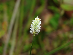 Polygala setacea