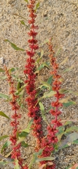 Rumex ucranicus
