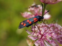 Zygaena filipendulae