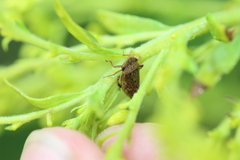 Aphrodes