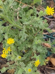 Senecio viscosus