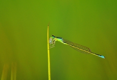 Ischnura pumilio