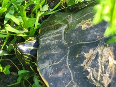 Pseudemys peninsularis