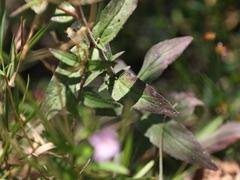 Epilobium parviflorum