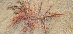 Rumex ucranicus