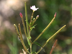 Epilobium parviflorum