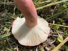 Russula sanguinea