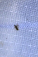 Salticinae