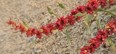 Rumex ucranicus
