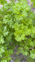 Petroselinum crispum