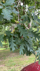 Quercus alba