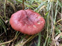 Russula sanguinea