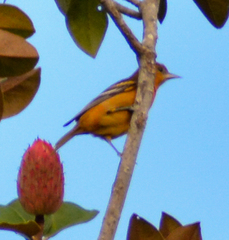 Icterus
