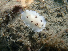 Diaulula sandiegensis